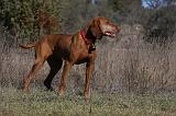 VIZSLA poil court 204